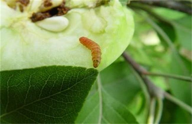 蘋果食心蟲